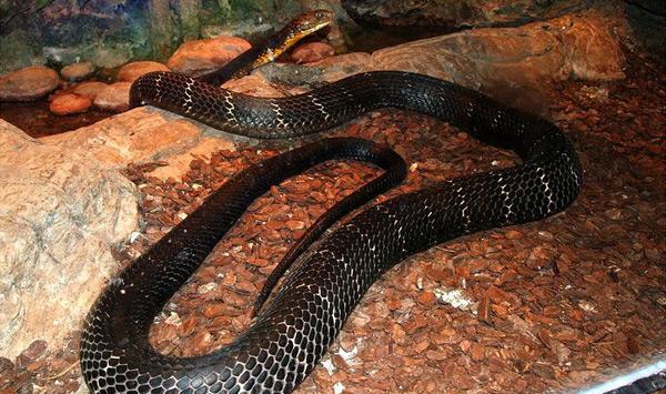 世界体型最大的毒蛇排名, 最大的莽山烙铁头重达20多公斤