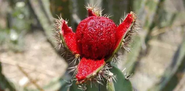 什么?仙人掌果可以吃?味道如何呢?