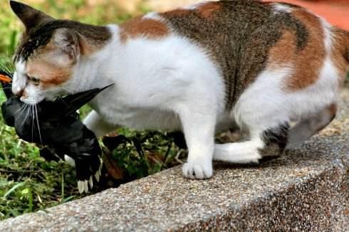 猫咪小学问--为什么猫看到小鸟飞过窗子会发出