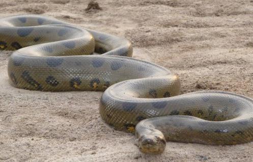 巨型亚马逊森蚺所到之处, 吓得水鸟鳄鱼都敬而远之!