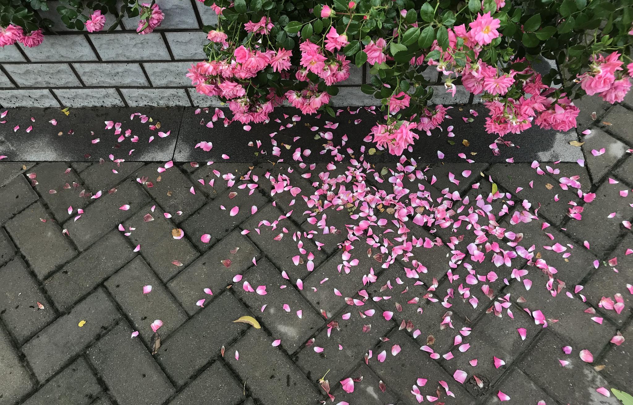 雨后蔷薇 花落满地