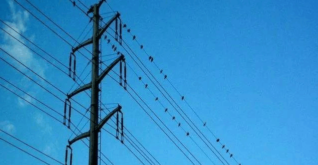 小鸟为什么喜欢在电线杆上