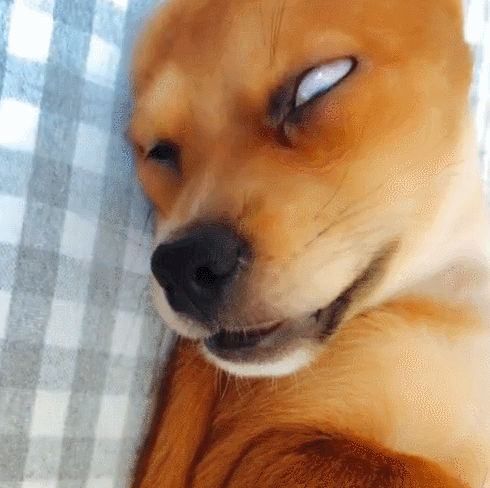 狗狗睡觉翻起白眼,下半身才是亮点,主人:又在做美梦了