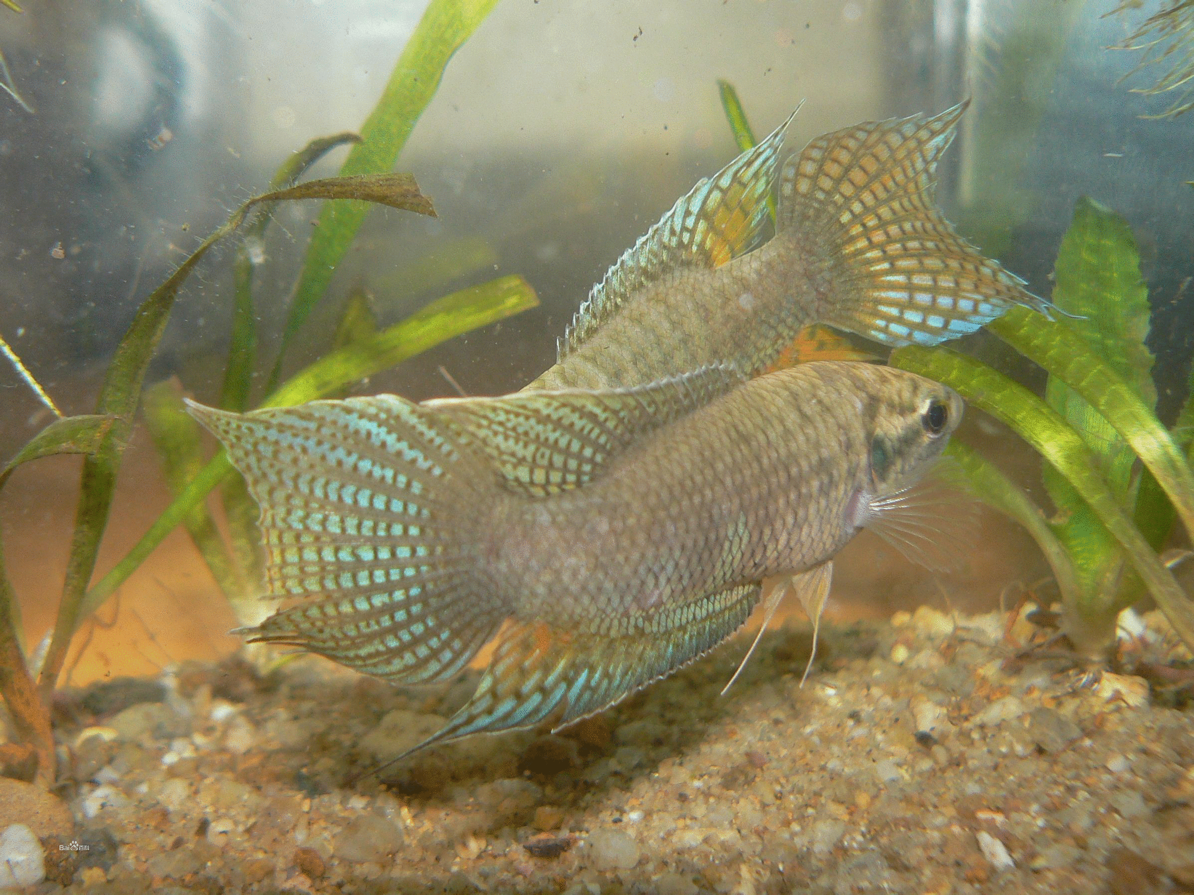 这种鱼吃蚊子幼虫,农村水沟中最常见!现作为观