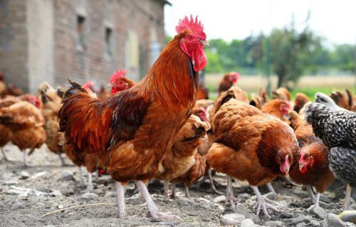在农村,如果你想养鸡,这些小常识一定要了解
