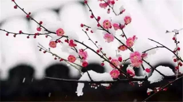 何时杖尔看南雪,我与梅花两白头