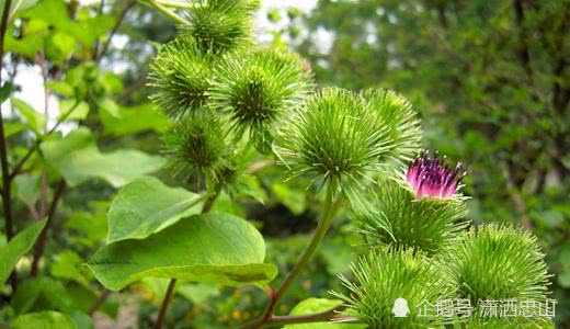 陕西秦岭山区,一种牛蒡根炖肉特别好吃,大家快