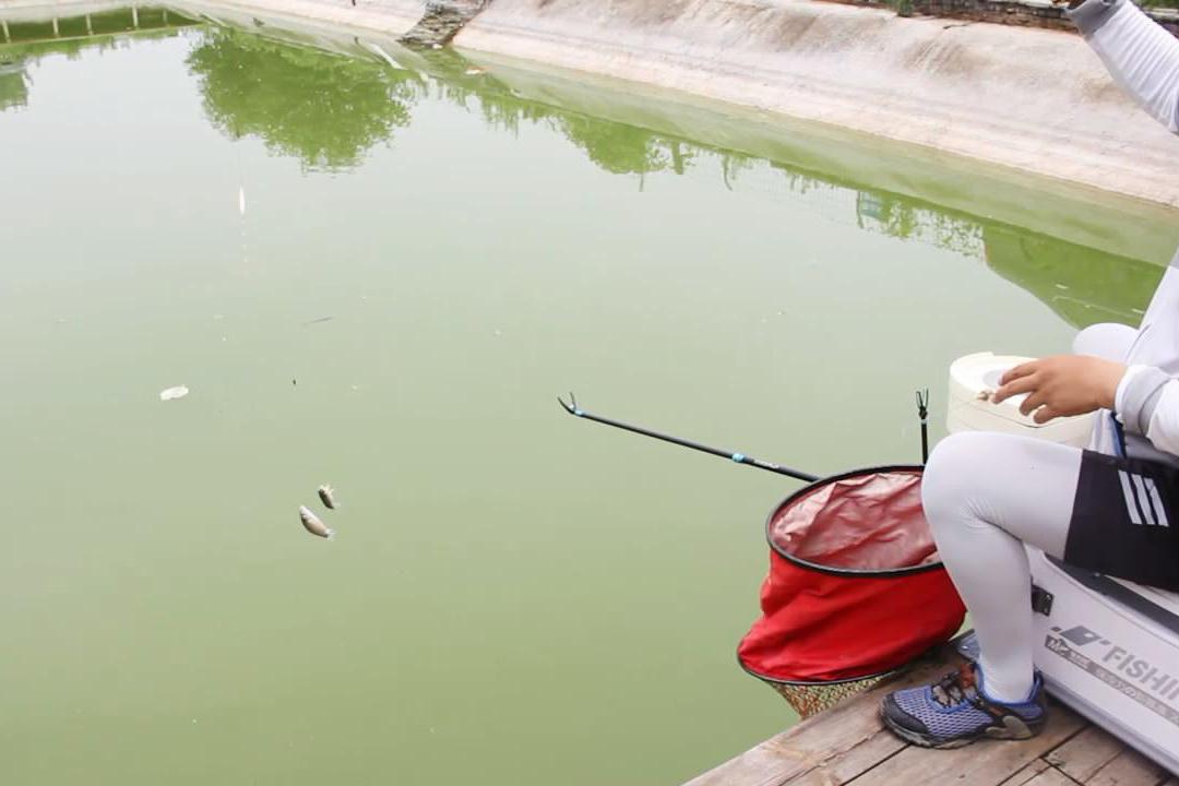 黑坑钓鲫鱼,看老钓手这样调漂对不对?到最后竟
