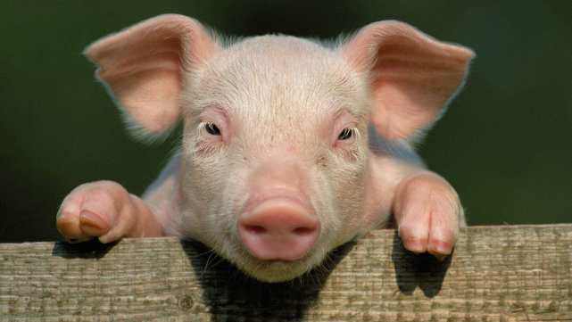 在城里,一头猪能卖多少钱?这价格农民想都不敢