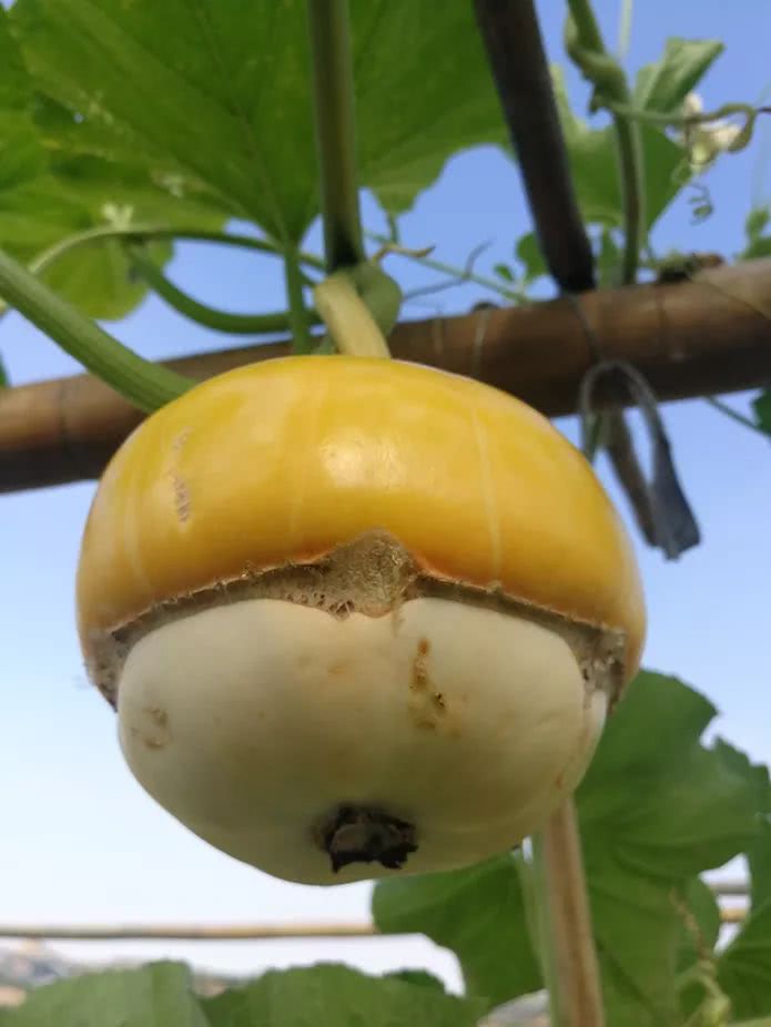 米脂侯家沟村花又开啦!约起来!