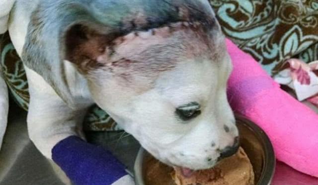 忠犬被主人百般虐待,狗狗绝望之时,却遇到了它