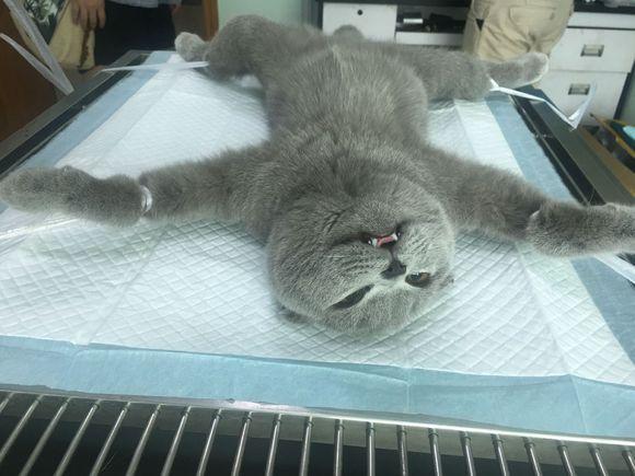 带英短蓝猫做绝育手术，目睹全过程的主人:为何觉得那么悲伤呢?