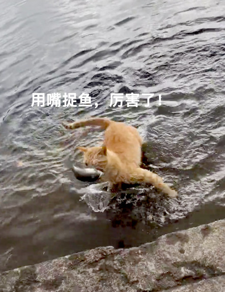 一只自力更生的猫在河边用嘴捉鱼,快狠准,路人都看呆了