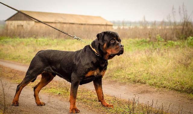 犬类智商排名_犬类品种大全图片