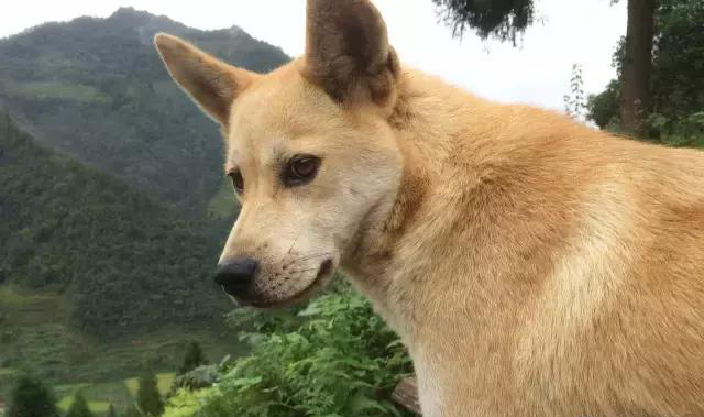 养土狗怎样了，那么多人都瞧不起它，一脸鄙夷的样子!