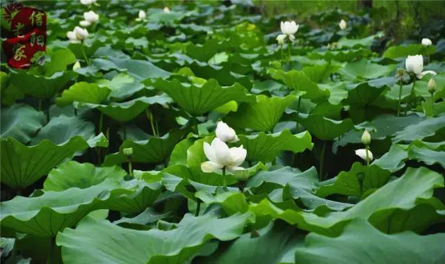 信阳王岗乡楼房村,是一个有凝聚力且过目不忘