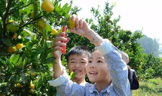 上海人有口福啦!沪上最大两处柑橘采摘园开放