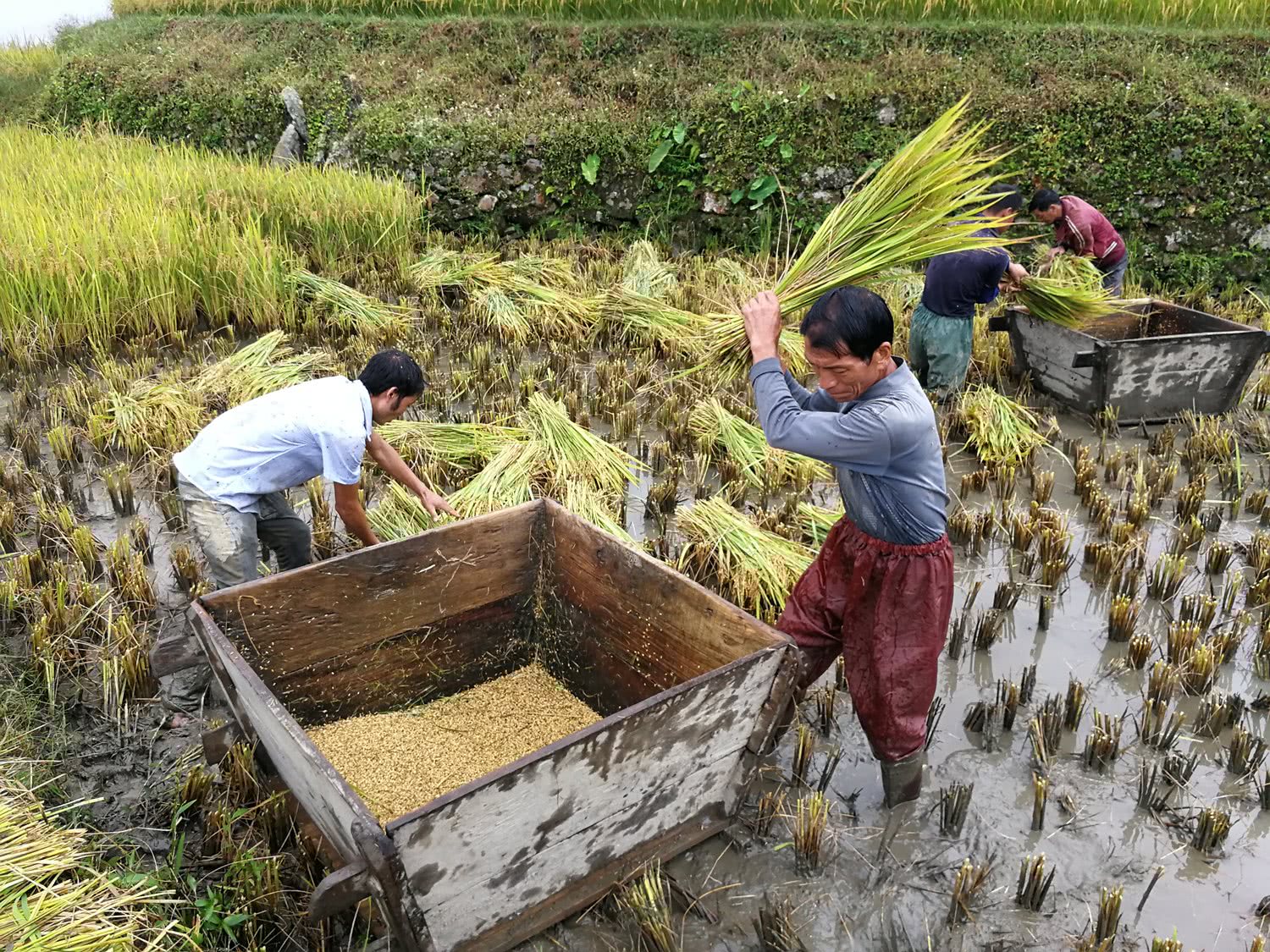 农民传统打稻谷,一天打十斗累的胳膊痛,叹一斤稻谷买