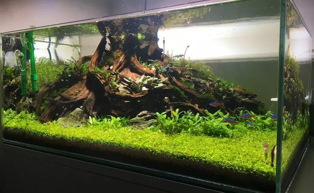 草缸造景:这个无水启动的草缸加水就成景了