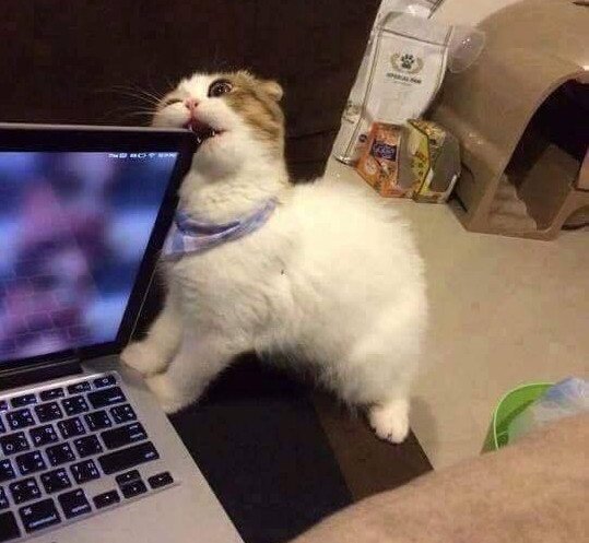 猫咪啃电脑被抓包 委屈地表情让主人反过来给它道歉