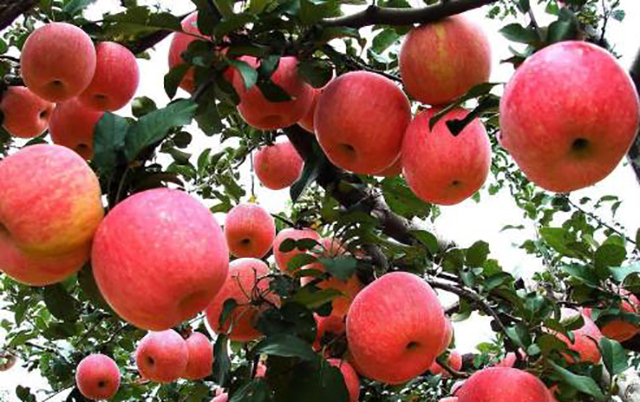 中国苹果产量大却卖不出好价格,问题严重在哪