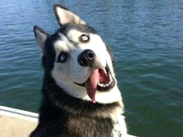 二哈打架输了回家哭