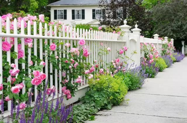 院子里的栅栏,围墙边你会种上哪些花卉?看别人家的院子