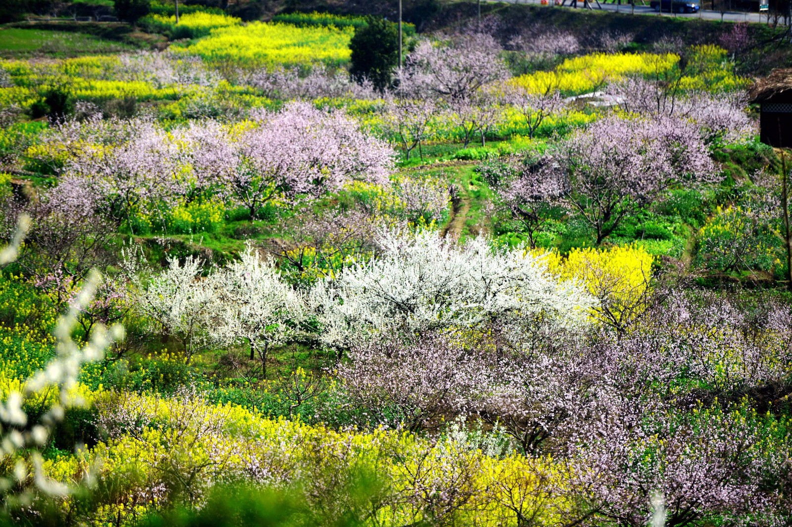 湖北大冶:私藏着这么好的桃花林，花都开好了，就等你来……
