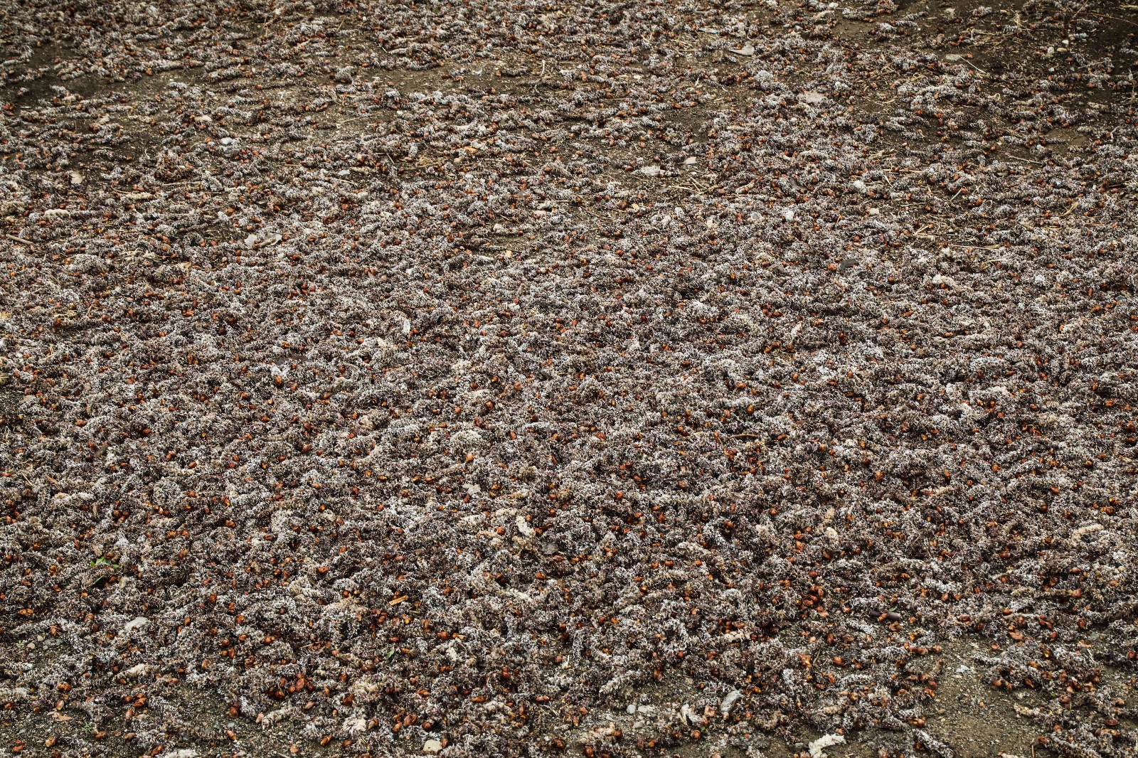 凹凸密集恐惧症图片