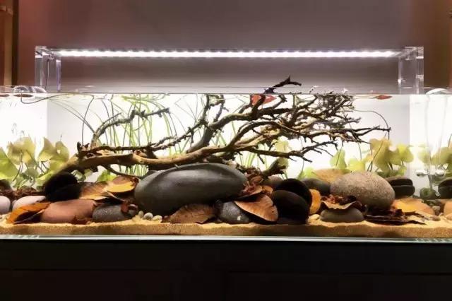 清新卵石原生缸全套开缸方案