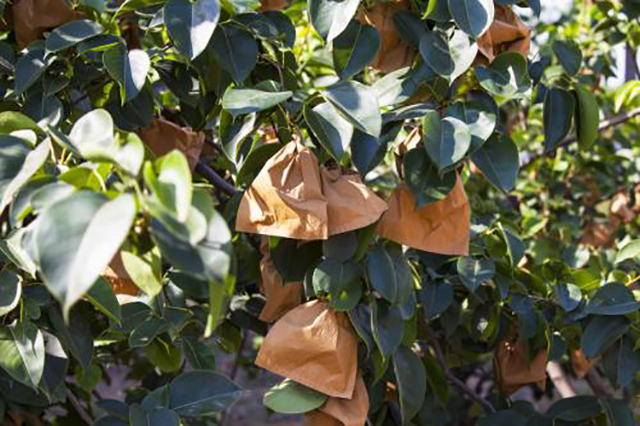 中国苹果产量大却卖不出好价格,问题严重在哪