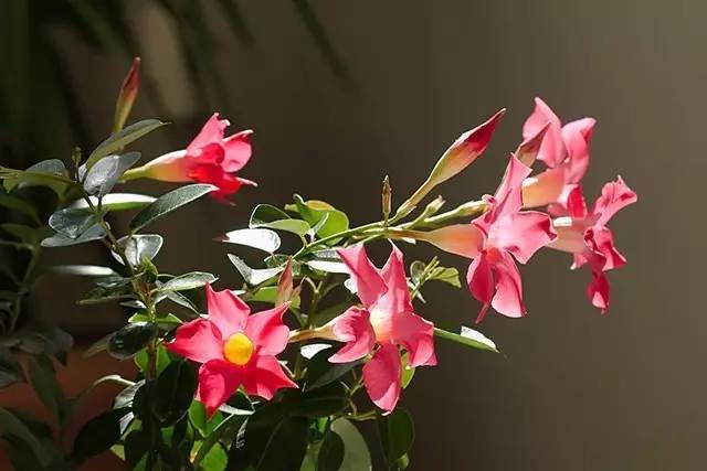 飘香藤--开在盛夏的娇艳爬藤花卉