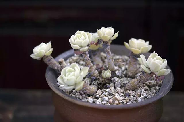 给多肉换盆的时候,一定要注意避免犯以下这几