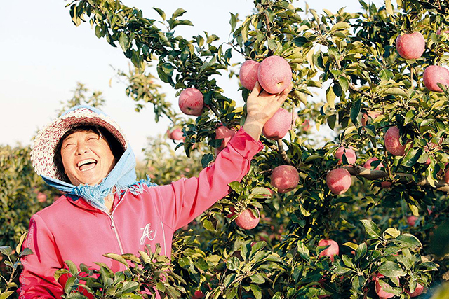 中国苹果产量大却卖不出好价格,问题严重在哪