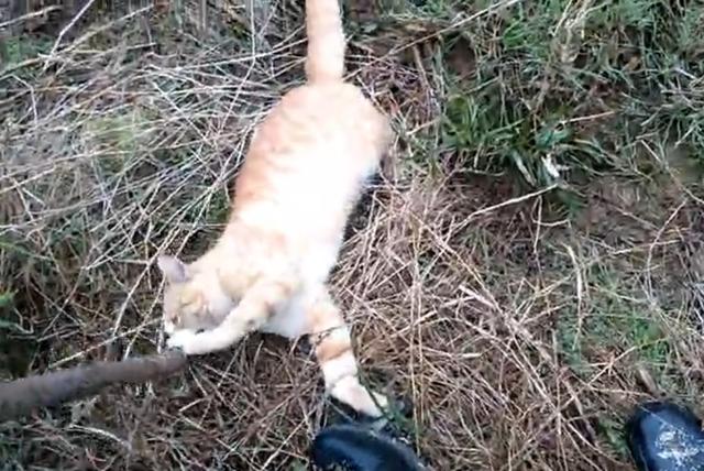 跟爷爷去山上打猎,放了个夹子,竟捕到了只家猫
