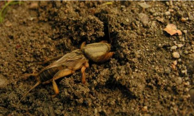 农村常见的蝲蝲蛄能吃吗?有什么好的作用