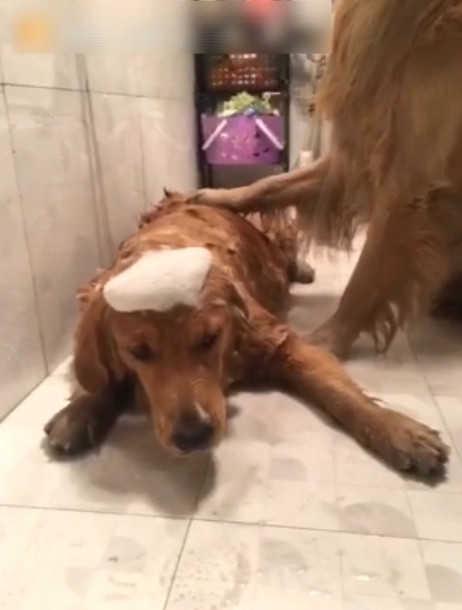 金毛老公伺候老婆洗澡,累吐血也不敢言语,结了婚的狗狗真命苦!