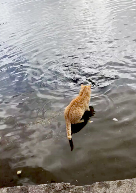 一只自力更生的猫在河边用嘴捉鱼,快狠准,路人都看呆了