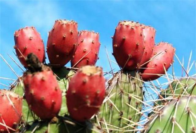 这种水果浑身长刺, 10年一结果, 在国内没人爱吃国外抢