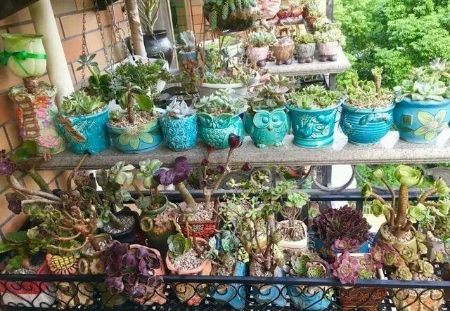 看到养花高手的阳台，我真的被震撼到了!