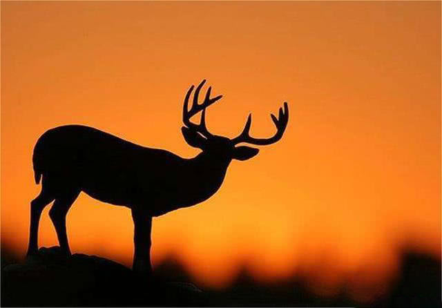 摄影技巧:单反逆光拍摄,需要掌握这2个技巧!