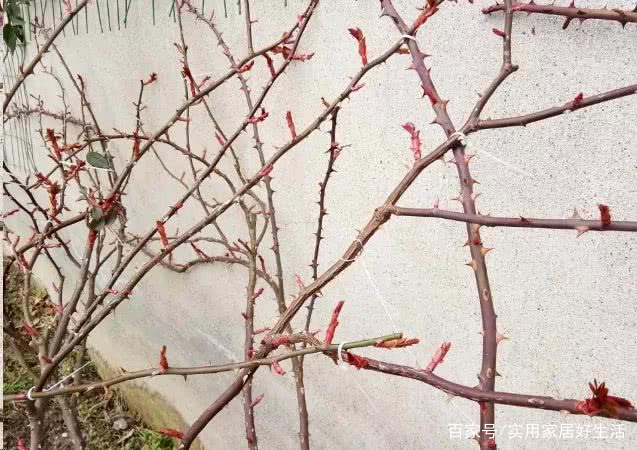 藤本月季种几颗才能出效果?你被忽悠了!来看藤