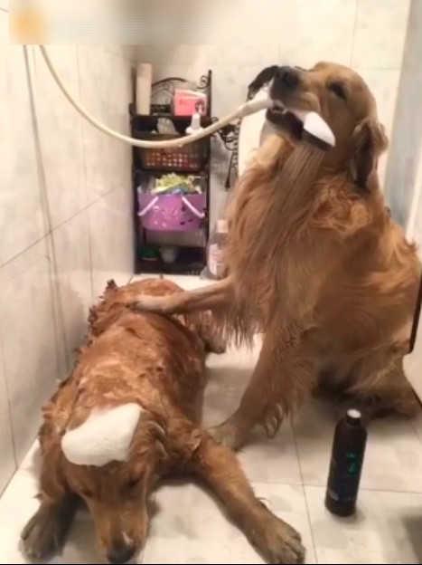 金毛老公伺候老婆洗澡,累吐血也不敢言语,结了婚的狗狗真命苦!