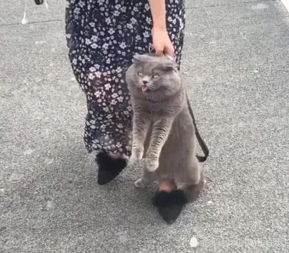小猫遛弯后不愿回家愤怒的女主人提着就走这表情太搞笑了