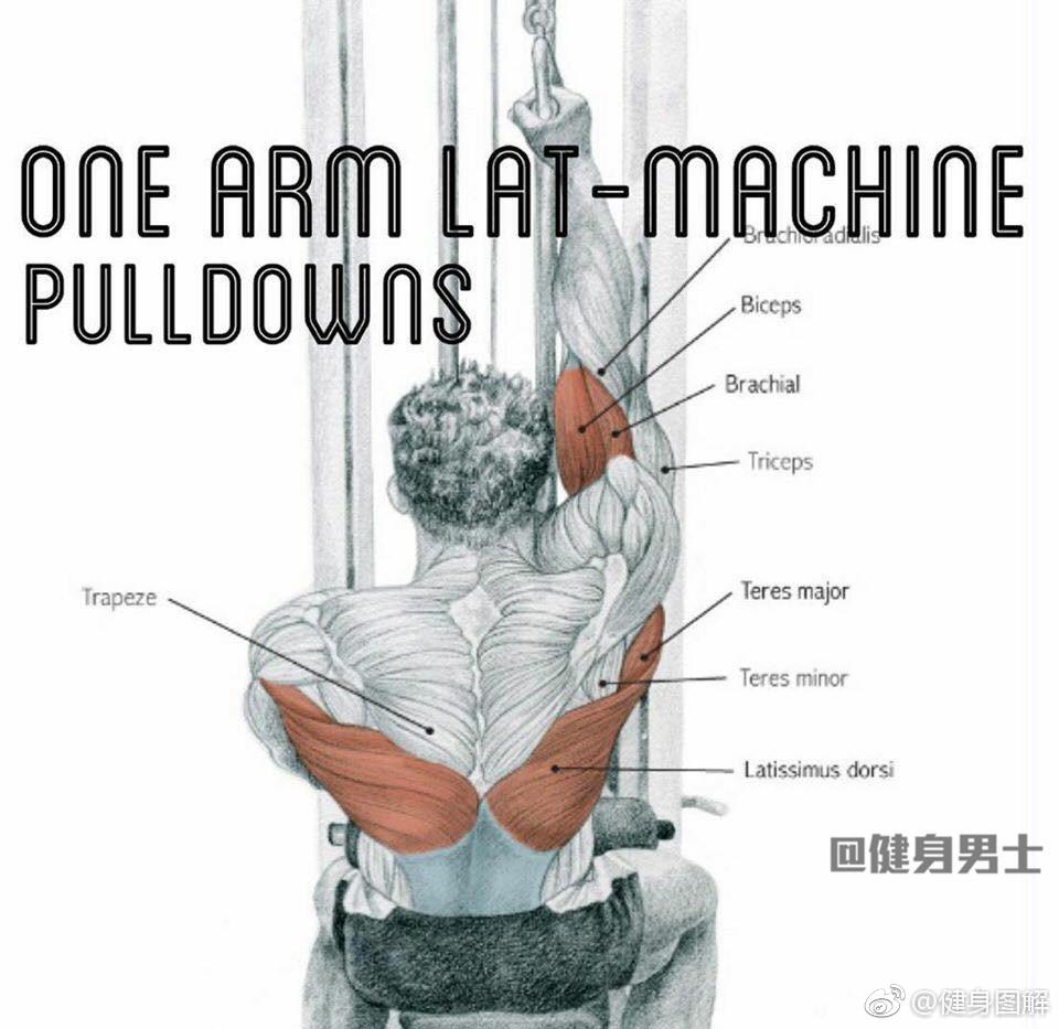 背部肌肉图解大全