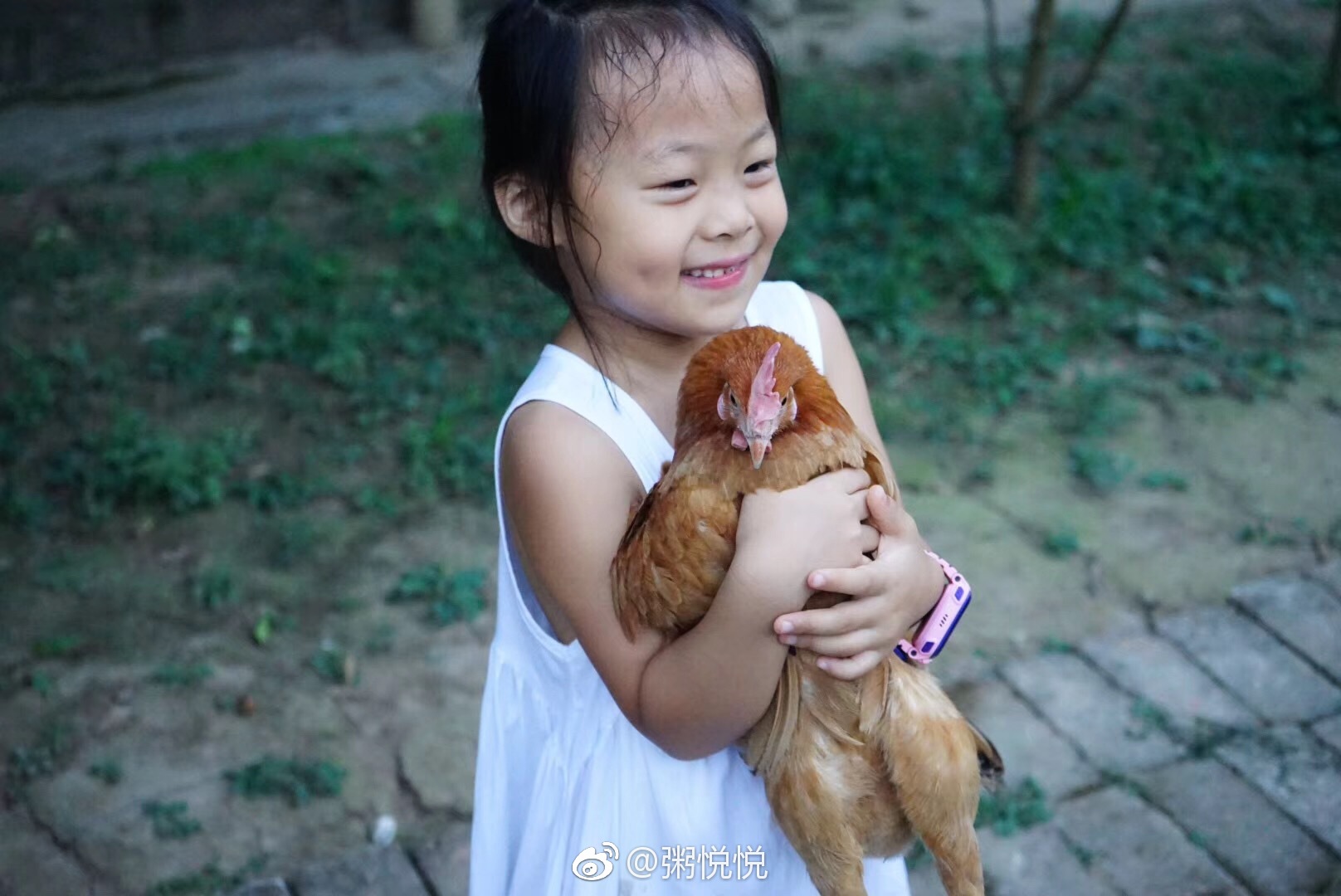 第一次见到把鸡当宠物的小孩|宠物|母鸡|小孩_新浪新闻