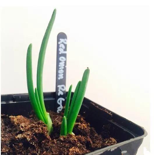 吃剩下的芒果核不要扔,找个花盆,自己在家种,也