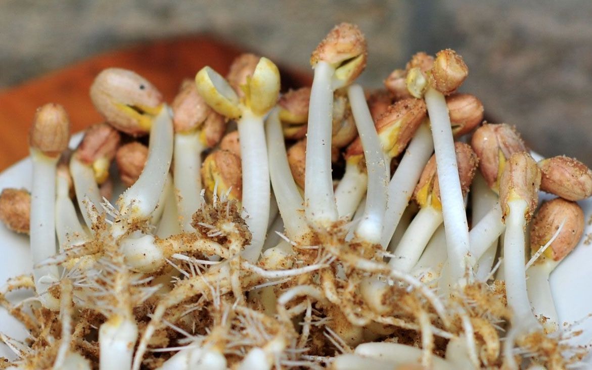 花生芽到底能不能吃?好多人被误导,三点好处,