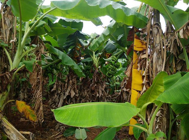 广西涠洲岛自由行攻略,比三亚和鼓浪屿更值得