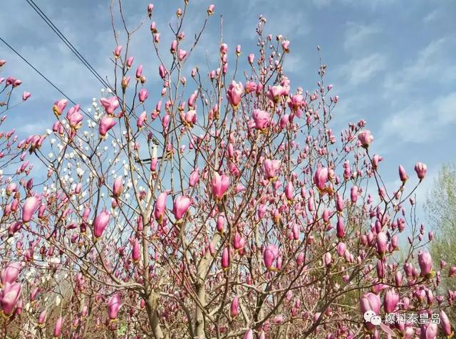 秦皇岛最美花海!曝光这片藏于市区的免费好去